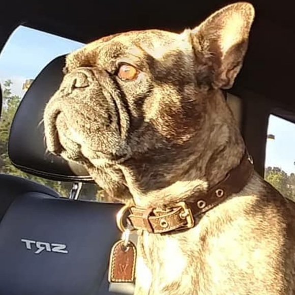 Meet your Posher, Robbie - Picture 3 of 8